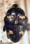  Prorhianus pallidesignatus