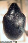  Prorhianus sp. A