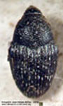  Pseudocentrinus cfr. sparsus
