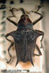  Pteracanthus smidti