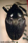  Revena rubiginosa