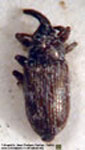  Sibariops sp. A