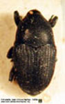  Solenosternus sp. A