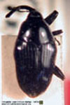  Solenosternus vicinus / Liobaridia