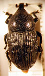  Stereobaris cfr. interpunctata