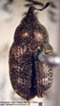  Stereobaris interpunctata