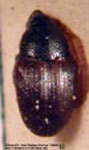  Stethobaris cfr. rufipes