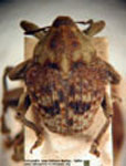  Telemus cestrotus