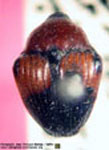  Testalthea puncticollis