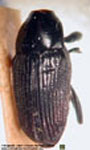  Thaliabaris gica