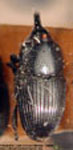  Tonesia melas