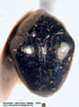  Xystus sp. A