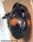  Xystus sp. C