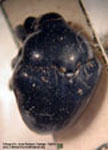  Xystus tardigradus