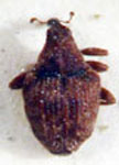  Ceutorhinchus sp