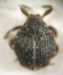  Hypocoeliodes bruchi