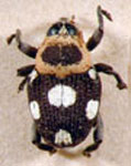 Copturus aurivillianus