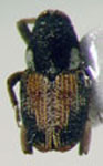  Eulechriops sp. 1
