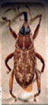 Zygops sp. 2