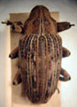  Coelosternus sp. 3