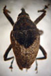  Eubulus triangularis