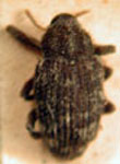  Eutinobothrus ¿boliviensis? 