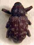  Eutinobothrus gossypii