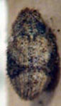  Faustinus sp.1 