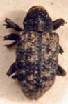  Metriophilus ¿paraguayanus?