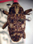  Sternocoelus manihoti