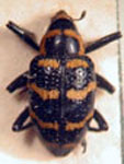  Tyloderma fasciatum