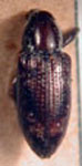  Tyloderma inaequalis