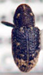  Tyloderma pilosellum