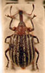  Anchylorhynchus vittipennis