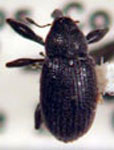  Anthonomus sp. 3