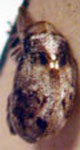  Anthonomus dentipes