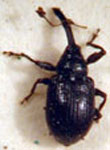  Anthonomus sisymbrii