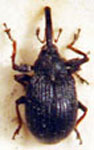  Anthonomus tenebrosus