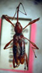 Ludovix fasciatus