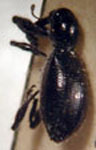  Myrmex spegazzinii