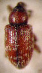 Smicronyx argentinensis