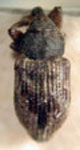  Sibinia sellata