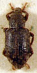 Listronotus griseus