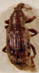  Listronotus lineolaticollis