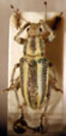 Enoplopactus sulfureovittatus