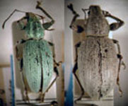 Naupactus chordinus