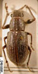 Naupactus denudatus vicinus