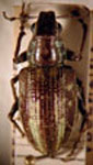 Naupactus sp. D 2