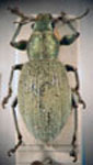 Naupactus sp.21