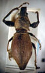 Naupactus sp.26